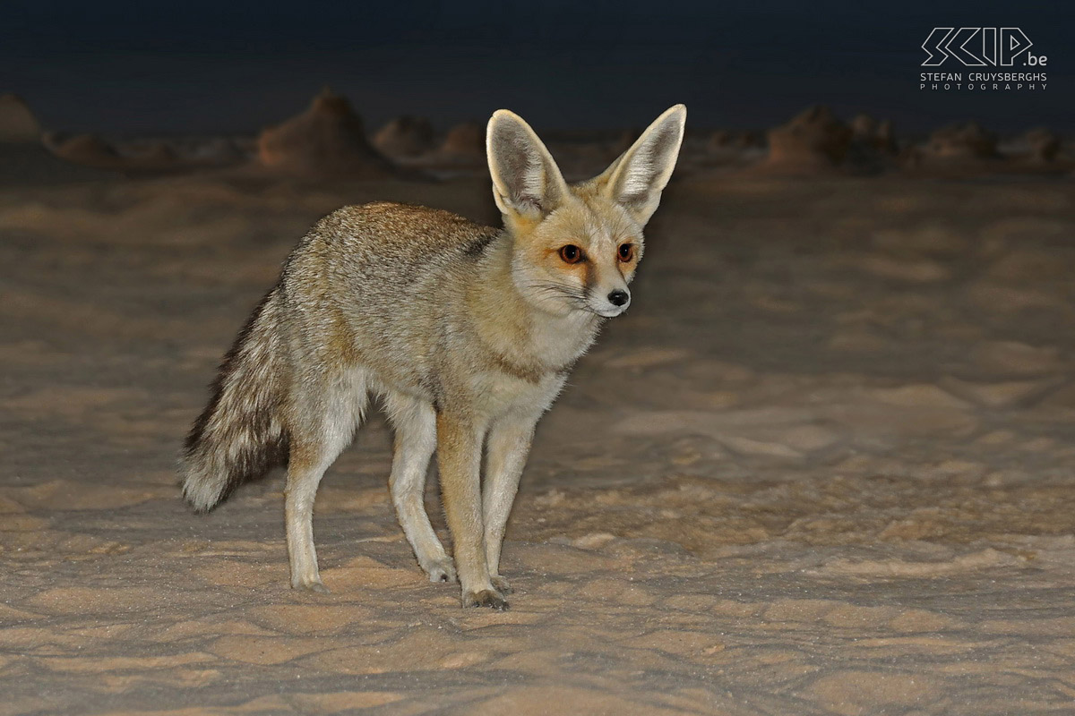 Wadi Biddendee - Sand fox Simular like the Fennec fox (Vulpes zerda) the Sand fox/Rüppell's fox (Vulpes rueppelli) has  massive ears to cool off. Stefan Cruysberghs